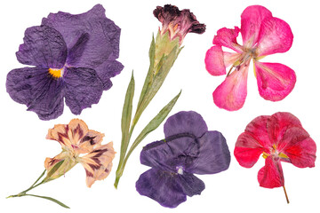 Set of dried flowers. Carnation buds, geraniums, pansies. Dry the plant cutout. Herbarium. Drie flower isolated. Botanical old garden.