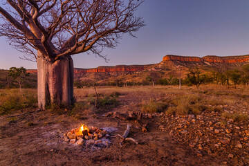 Boab tree, El Questro, Kimberley, West Australia, Australia - obrazy, fototapety, plakaty