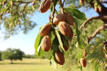 Fotobehang ripe pecans nut on the tree © Yulia
