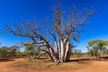 Durack family Boab tree, El Questro, Kimberley, West Australia, Australia