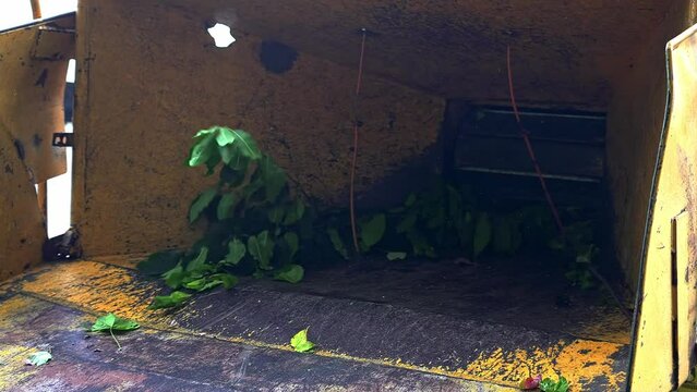 Loading wood chipper with tree branches for shredding in slow motion