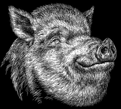 Vintage engraving isolated hog set illustration ink sketch. Wild boar background pig animal silhouette art. Black and white hand drawn image	