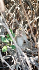 Monkey (Macaca fascicularis) in Mangrove Forest
