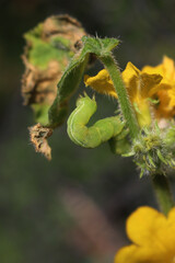 Fototapeta premium Close-up of small green worm eating Cucumber leaf and yellow flowers in the vegetable garden. Autographa gamma( moth) on Cucumis sativus