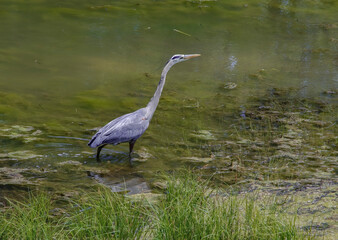 Great blue heron wading in a pond.