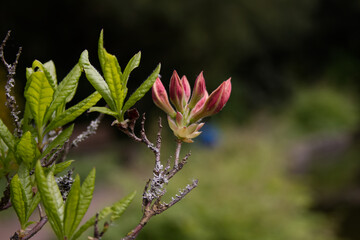 Flowers and buds on an orange rhododendron bush close-up