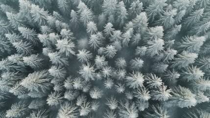 Generative AI, Misty winter fir forest beautiful landscape in hipster vintage retro style, evergreen trees with show
