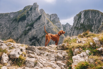 Hungarian Vizsla Dog in Pointing in Mountainous Landscape