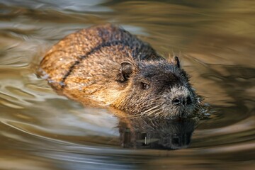 Aquatic beaver swimming in a body of water.