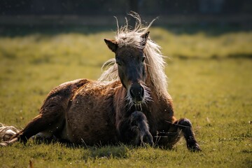 Brown horse laying in a field of tall green grass, enjoying the sunshine.