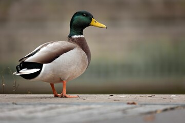 Duck standing on a grey concrete slab next to a body of water.