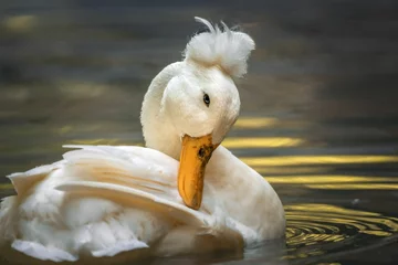  Crested pekin duck swimming in a body of water. © Wirestock