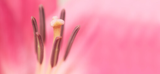 Closeup of pink flower with copy space 