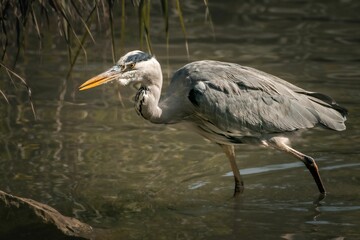 Grey heron standing in a shallow pool of water.
