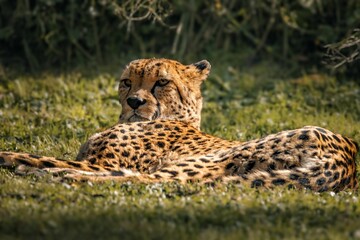 Beautiful, majestic cheetah resting in a lush green grassland.
