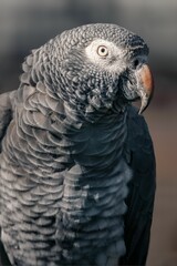 Closeup shot of a grey parrot.