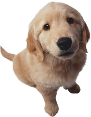 golden retriever dog