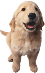 golden retriever puppy