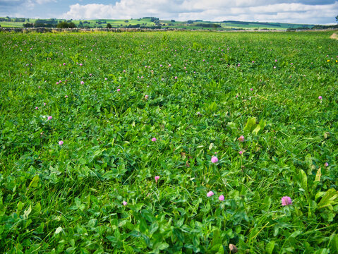 A field of red clover in Derbyshire, UK.