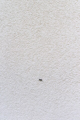 Ant walking on the white side wall of the house