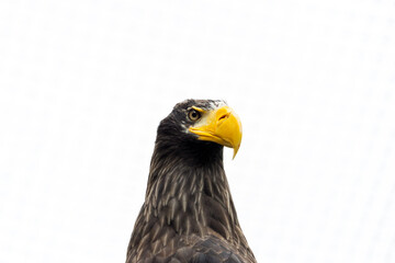 Steller's Sea Eagle (Haliaeetus pelagicus) Outdoors