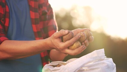 Agriculture. man holding potatoes. Irrigation of land potato field. man plants potatoes. bag of...