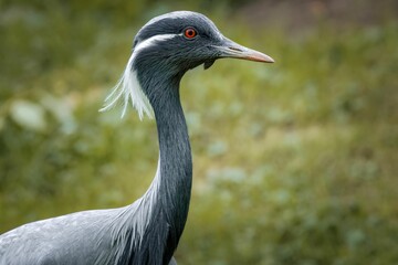 Demoiselle crane standing on a lush grassy landscape.