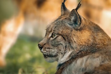 Close-up shot of a Eurasian lynx lying in a lush green grassy meadow.