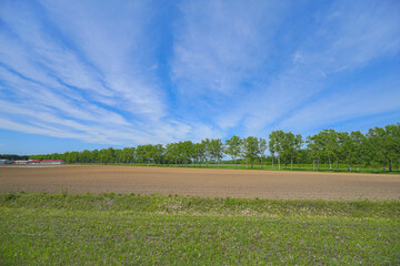 駒場の白樺並木