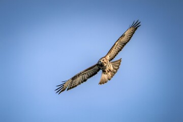 Hawk soaring through the sky on a bright and sunny day.