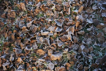 icy brown leaves on green grass with soft ray of light and shadows in autumn