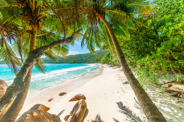 Coconut palm trees in Anse Lazio beach