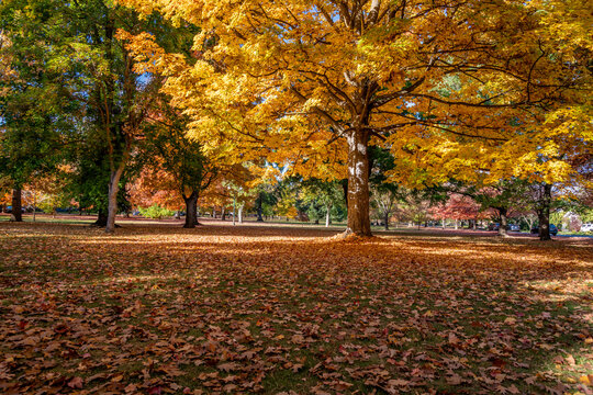 Autumn Scenery in Corbin Park. Spokane, Washington.
