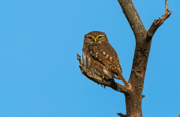 Ferruginous Pygmy owl, Glaucidium brasilianum, Calden forest, La Pampa Province, Patagonia, Argentina.