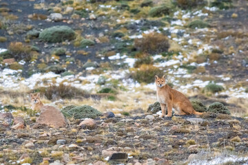 Puma walking in mountain environment, Torres del Paine National Park, Patagonia, Chile.