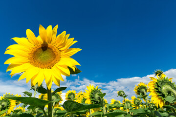 Sunflower field with cloudy blue sky