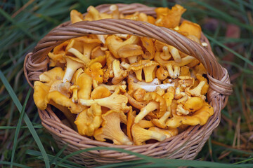 Freshly cut raw golden Chanterelle mushrooms placed in a wooden wicker basket standing outdoors on a green grass in a forest in autumn. Top view
