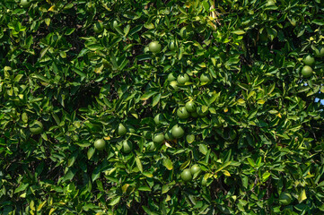 green oranges on a tree in Cyprus 9