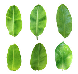 Green banana leaves Bundle on white background, leaf isolated set, green leaf plant eco nature tree...