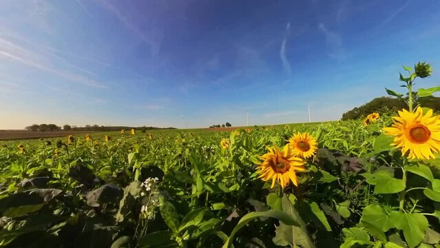 sch&ouml;ne Sonnenblumen wiegen sanft im Wind auf wundersch&ouml;nem Sonnenblumenfeld, blauer Himmel, Nahaufnahme, Insekten