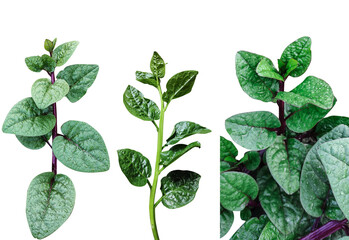 Green vegetables leaves Bundle on white background, leaf isolated set, green leaf plant eco nature...