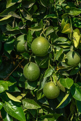 green oranges on a tree in Cyprus 11