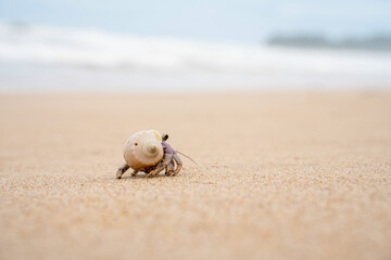 Colorful little Hermit Crab on the beach sand and sea background. Hermit crab walking alone beach.