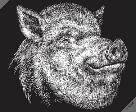 Vintage engraving isolated hog set illustration ink sketch. Wild boar background pig animal silhouette art. Black and white hand drawn vector image