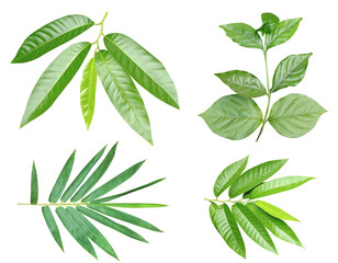 Green leaves bamboo Bundle on white background, leaf isolated set, green leaf plant eco nature tree...