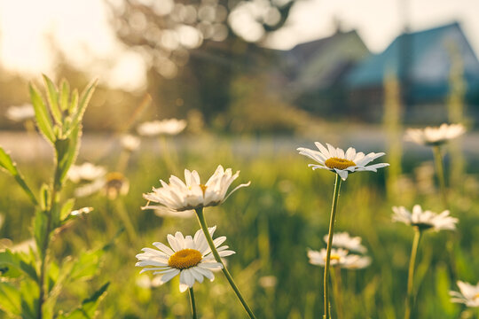 Chamomile on the background of wooden blurred houses. A beautiful picture of nature with a blooming chamomile. Chamomile spring floral sky landscape. Summer daisy. High quality photo