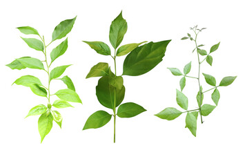 Green leaves Bundle on white background, leaf isolated set, green leaf plant eco nature tree branch isolated
