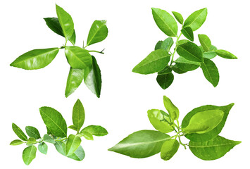 Green lemon leaves Bundle on white background, leaf isolated set, green leaf plant eco nature tree branch isolated