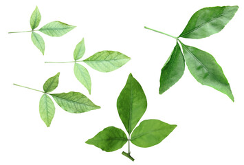Fototapeta na wymiar Green leaves Bundle on white background, leaf isolated set, green leaf plant eco nature tree branch isolated