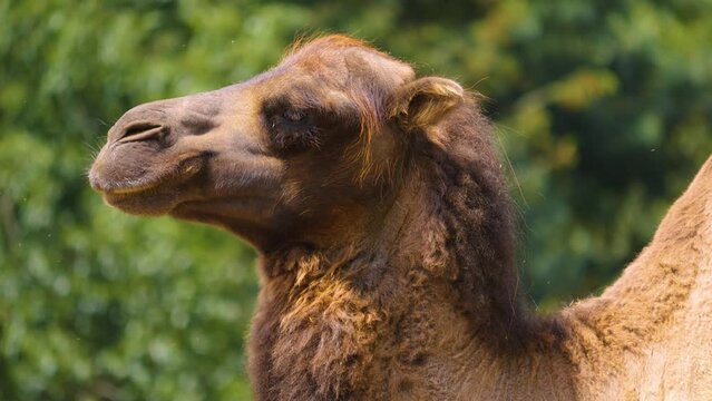 Close view of a camel looking around on a sunny day